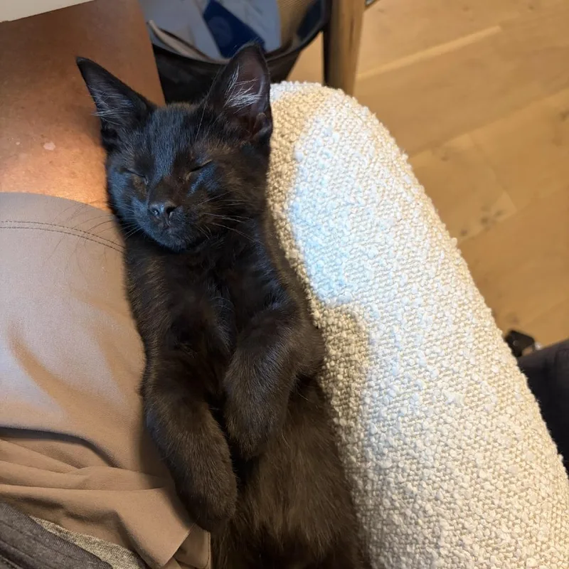 A baby small-sized male Domestic Short Hair cat named Squintz for adoption in Sarasota, FL