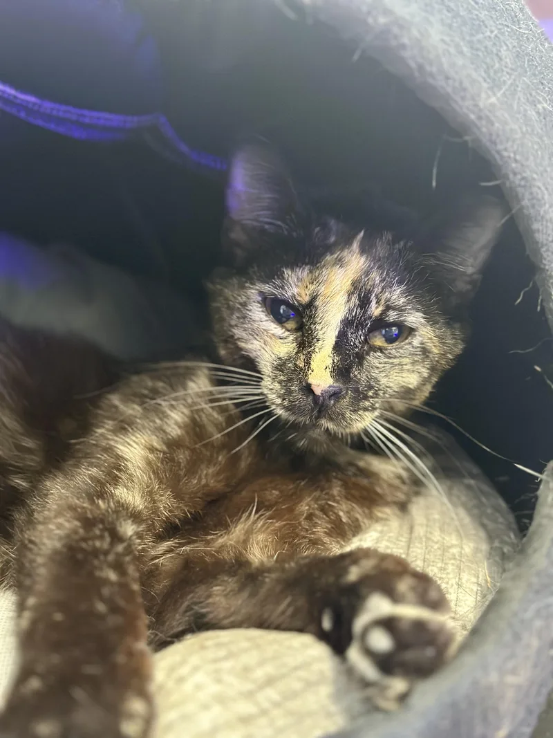 A senior medium-sized female Tortoiseshell Domestic Short Hair cat named Prim Rose for adoption in Faribault, MN