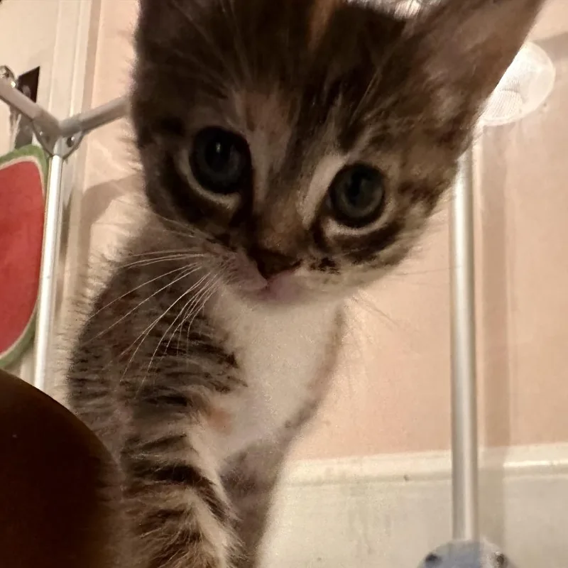 A baby small-sized female Domestic Short Hair cat named Lorna Doone for adoption in Bel Air, MD