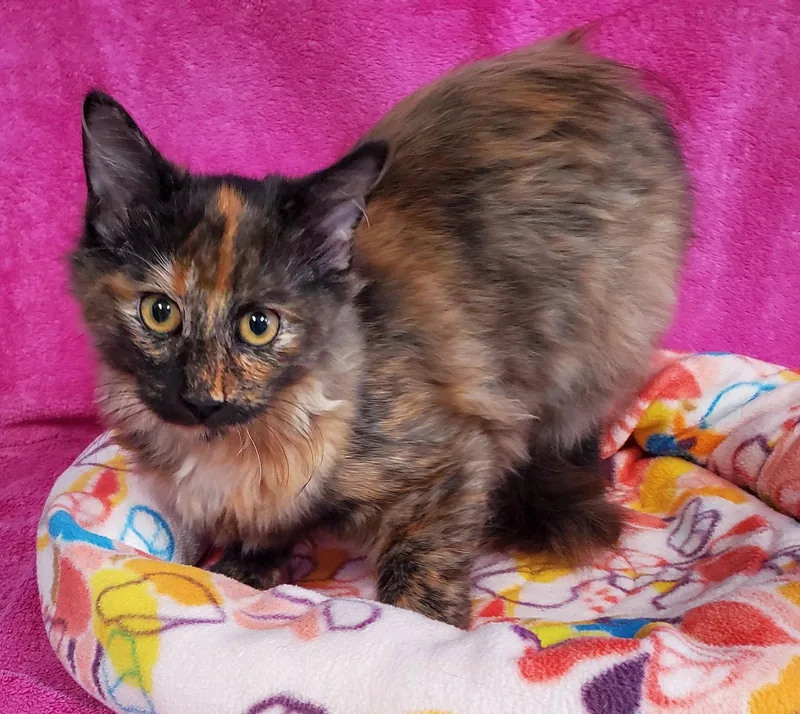A baby medium-sized female Domestic Medium Hair cat named Charisse for adoption in Greenville, IL