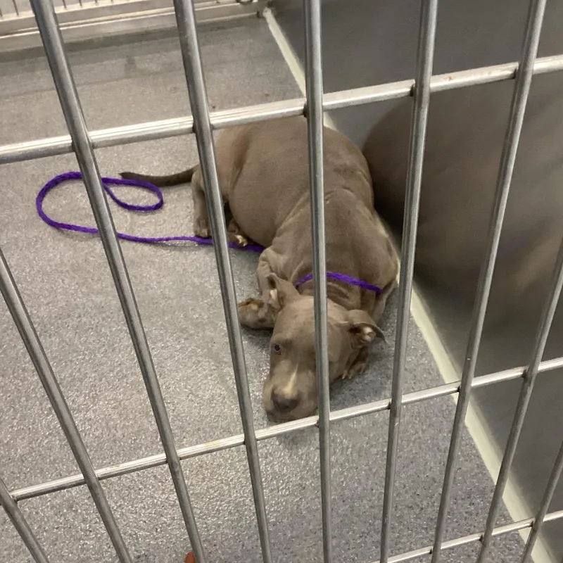 A baby small-sized male Terrier dog named Hunk for adoption in Montgomery, AL