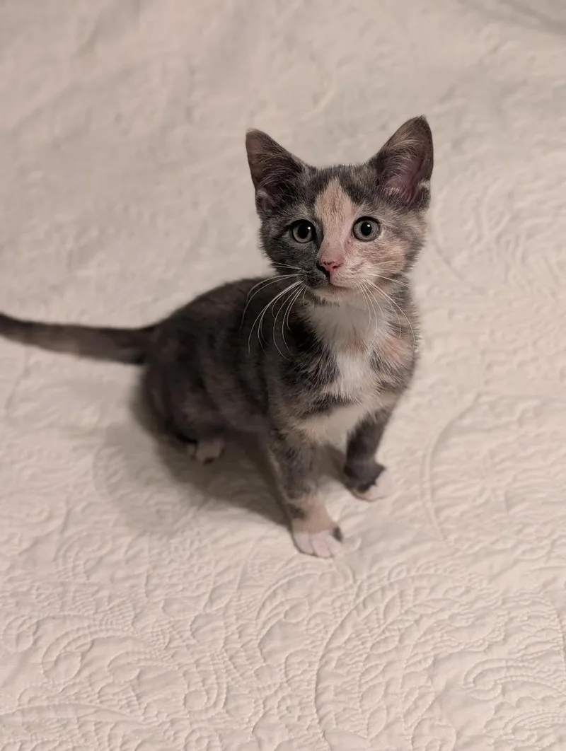 A baby medium-sized female Dilute Tortoiseshell cat named Lavender for adoption in Howell, MI