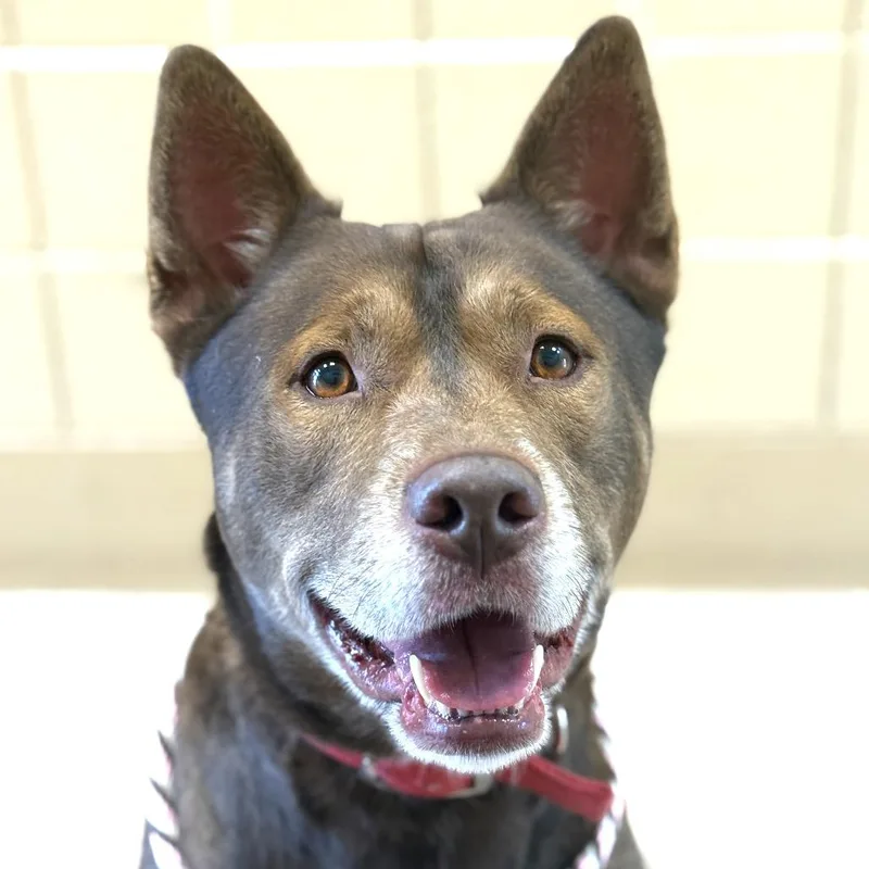 An adult medium-sized male Brown / Chocolate Siberian Husky dog named Keno for adoption in Perkiomenville, PA