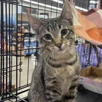 A baby medium-sized male Gray / Blue / Silver American Shorthair cat named Biskit for adoption in Schertz, TX