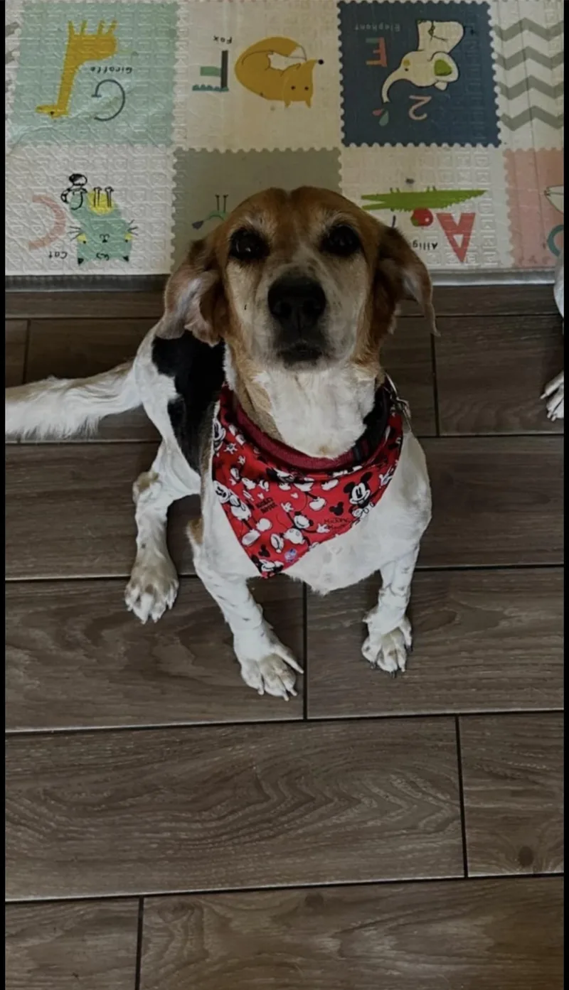 A senior medium-sized male Beagle dog named Maze for adoption in Phoenix, AZ