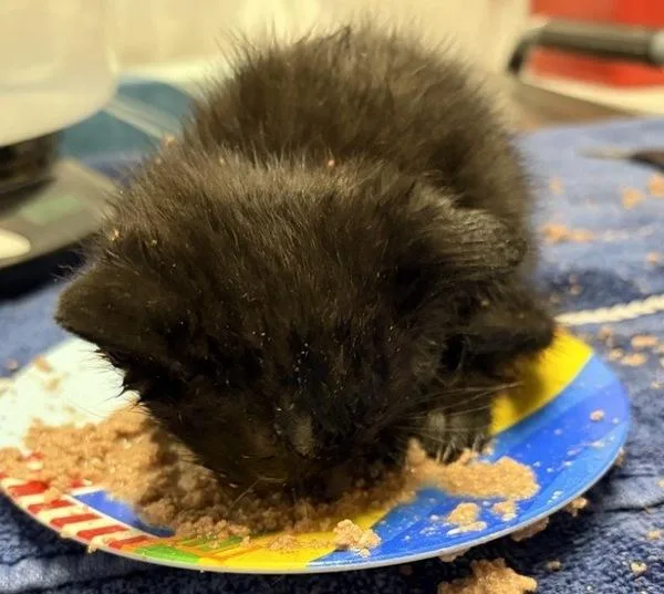 A baby small-sized female Domestic Short Hair cat named Brownie for adoption in Escondido, CA