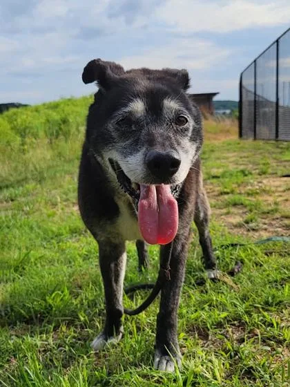 An adult small-sized female Labrador Retriever dog named Cece for adoption in Atlanta, GA