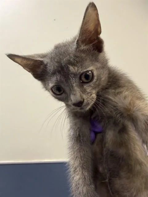 A baby small-sized female Domestic Short Hair cat named Dana for adoption in Miami, FL