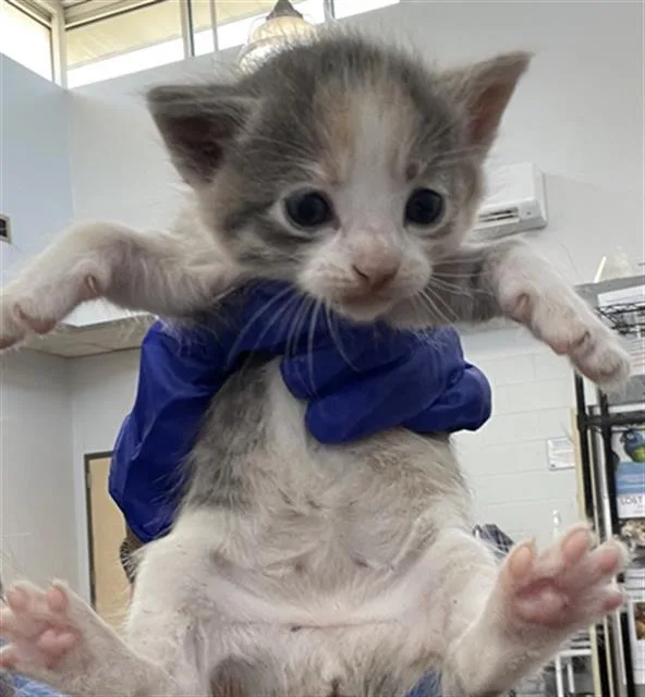 A baby medium-sized female Domestic Short Hair cat named Lulu for adoption in Dallas, TX