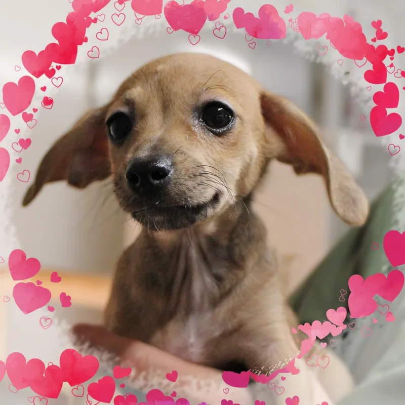 A baby small-sized female Chiweenie dog named Kate for adoption in Amelia, OH