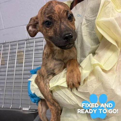 A baby small-sized female Brindle Plott Hound dog named Blossom for adoption in Amarillo, TX