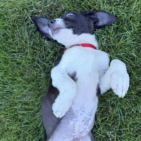 A baby small-sized male Black Pit Bull Terrier dog named Lazer for adoption in South Elgin, IL