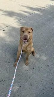 A young large-sized male Mixed Breed dog named Sky for adoption in Dallas, TX