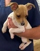 A baby small-sized male Rat Terrier dog named Lele for adoption in Dawson, GA