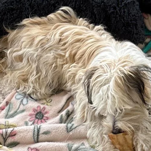 A baby small-sized female Chinese Crested Dog dog named Mazey for adoption in Twin lakes, WI