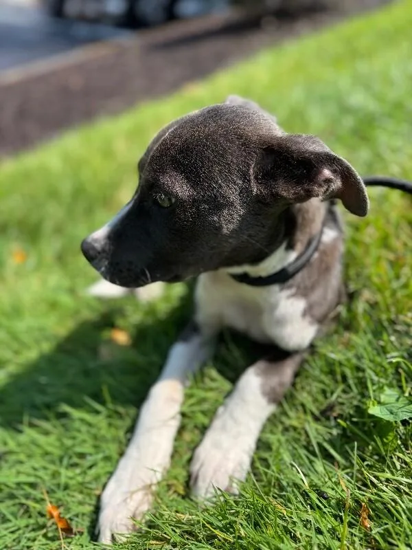 Arlo