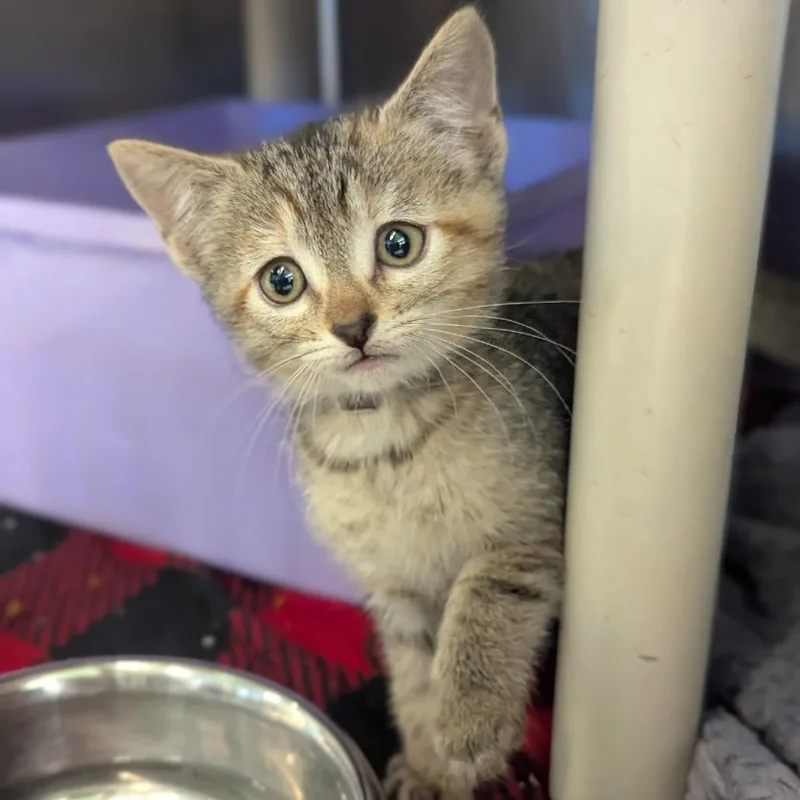 A baby small-sized female Brown / Chocolate Domestic Short Hair cat named Lala Houston for adoption in Denver, CO