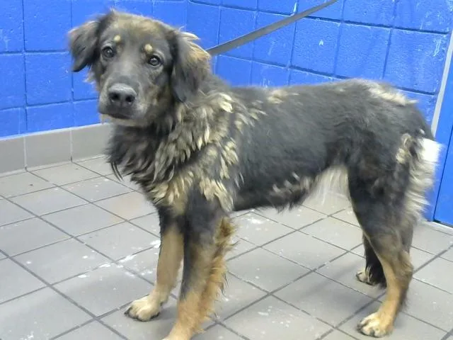 An adult medium-sized female German Shepherd Dog dog named Kayko for adoption in Albuquerque, NM