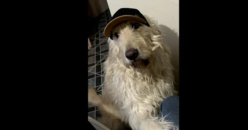 An adult large-sized male Labradoodle dog named Sully for adoption in Dallas, TX