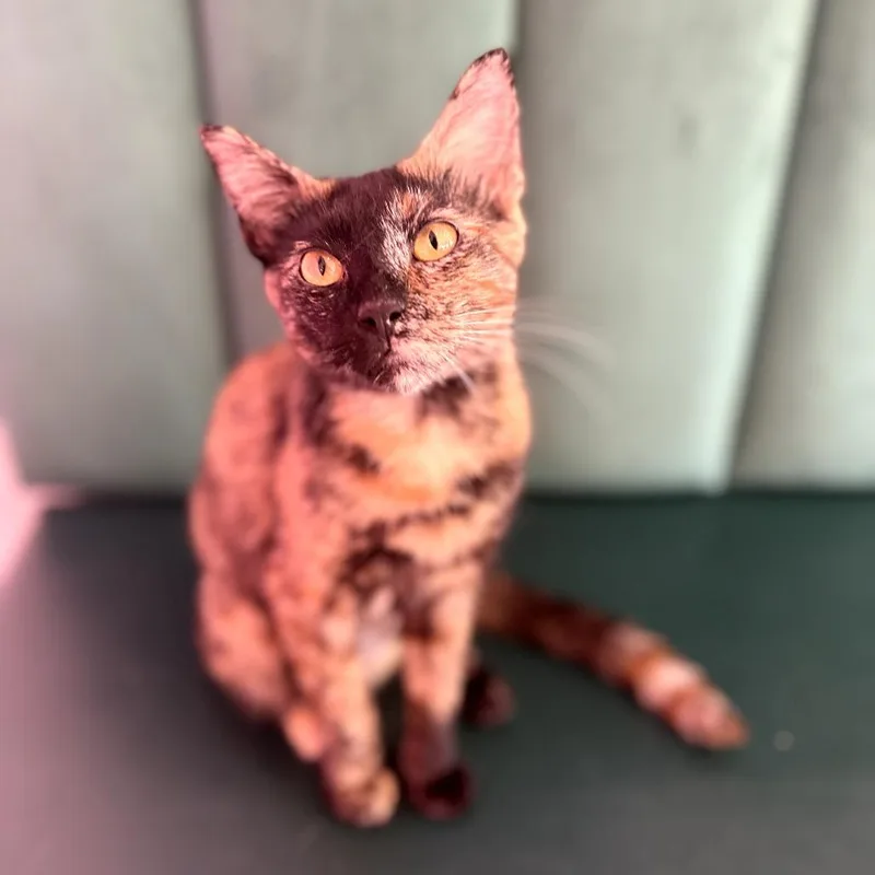 A young medium-sized female Tortoiseshell Domestic Short Hair cat named Crush for adoption in Forest Park, IL