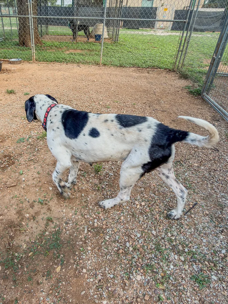 An adult medium-sized female Black German Shorthaired Pointer dog named Pebbles for adoption in Marble Falls, TX