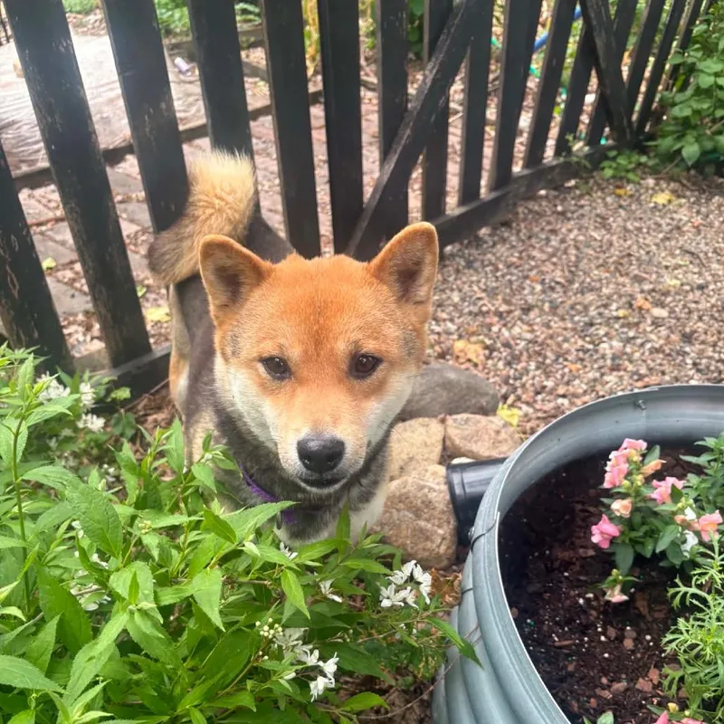 An adult small-sized female Black Shiba Inu dog named Akina for adoption in DeKalb, IL