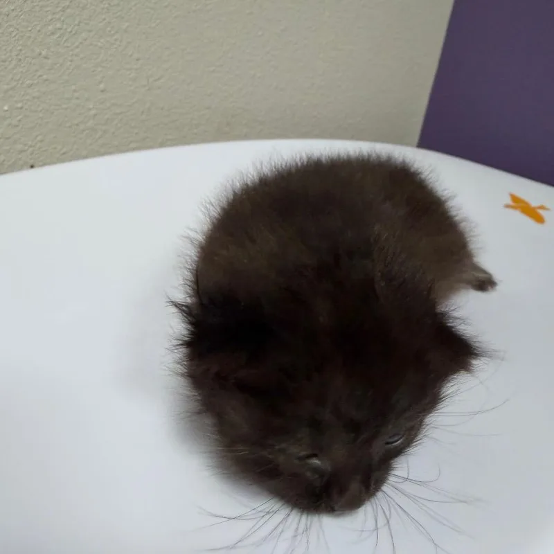 A baby small-sized female Black Domestic Short Hair cat named Misty for adoption in Englewood, FL