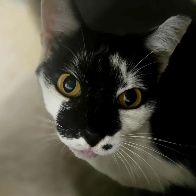 An adult medium-sized male Black & White / Tuxedo Domestic Short Hair cat named Patches for adoption in West Palm Beach, FL