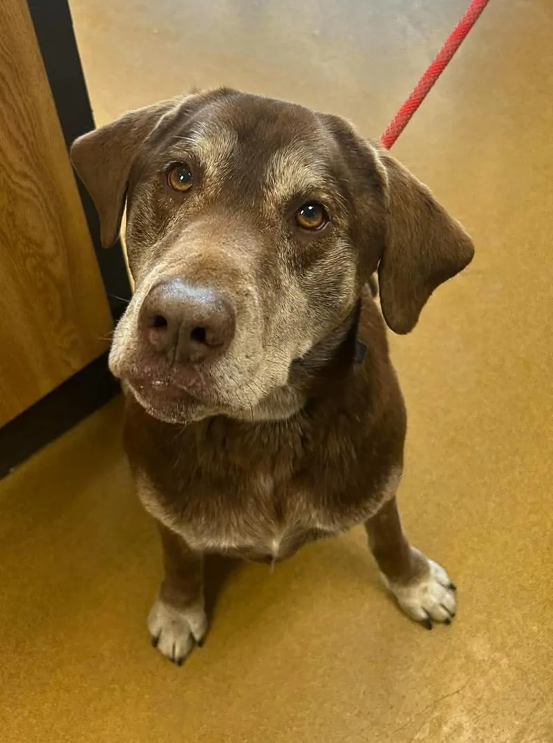 A senior large-sized male Brown / Chocolate Labrador Retriever dog named Bode for adoption in Maryville, MO