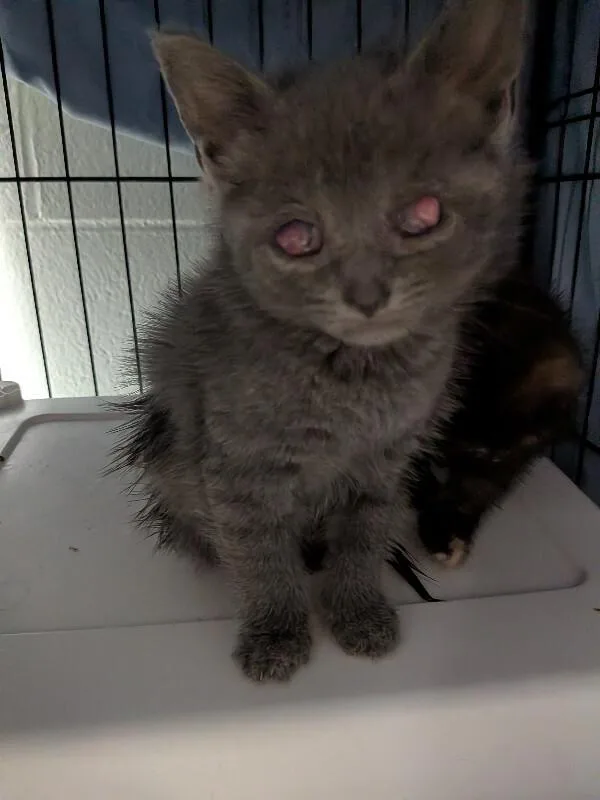 A young medium-sized male Gray / Blue / Silver Domestic Medium Hair cat named Sweetie for adoption in Cincinnati, OH