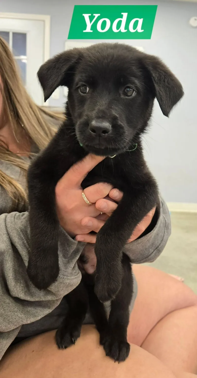 A baby large-sized male Black Labrador Retriever dog named Yoda for adoption in North Olmsted, OH