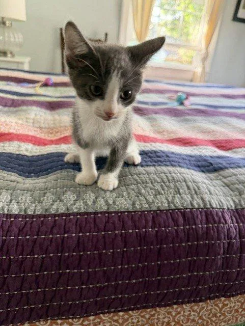 A baby small-sized male Gray / Blue / Silver Domestic Short Hair cat named Paul for adoption in Raleigh, NC