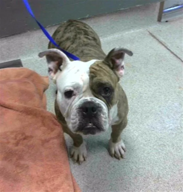 An adult medium-sized female English Bulldog dog named Big Bertha for adoption in Tallahassee, FL