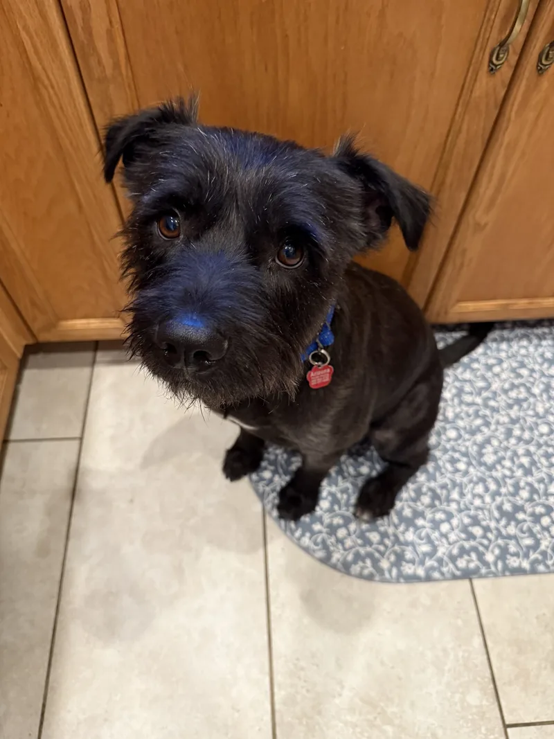 An adult medium-sized male Black Terrier dog named Dreyfus for adoption in Phoenix, AZ