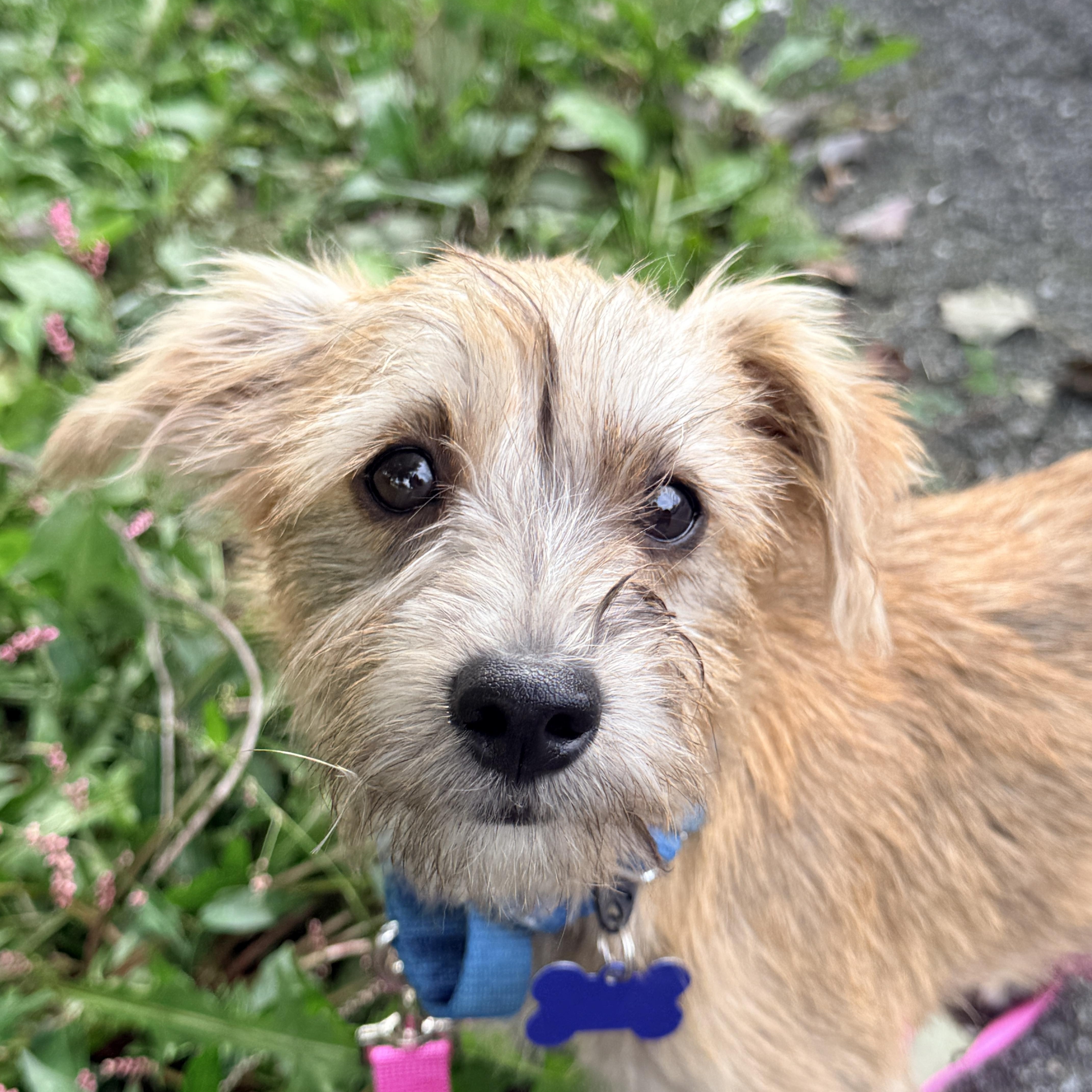 A young small-sized female Terrier dog named Sora for adoption in Columbia, MD