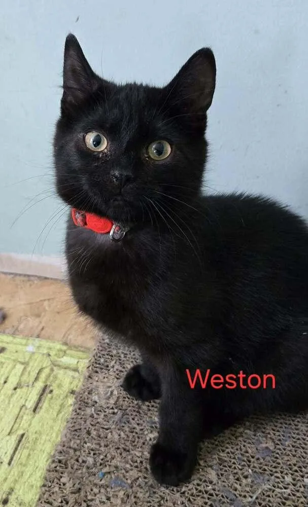 A baby medium-sized male Black Domestic Short Hair cat named Weston for adoption in Greene, NY
