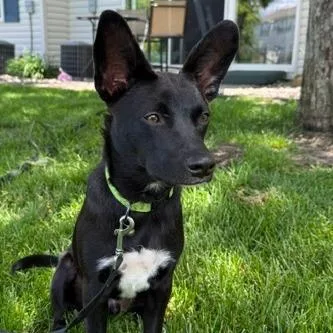 A young medium-sized male Black Cardigan Welsh Corgi dog named Jax for adoption in Chaska, MN