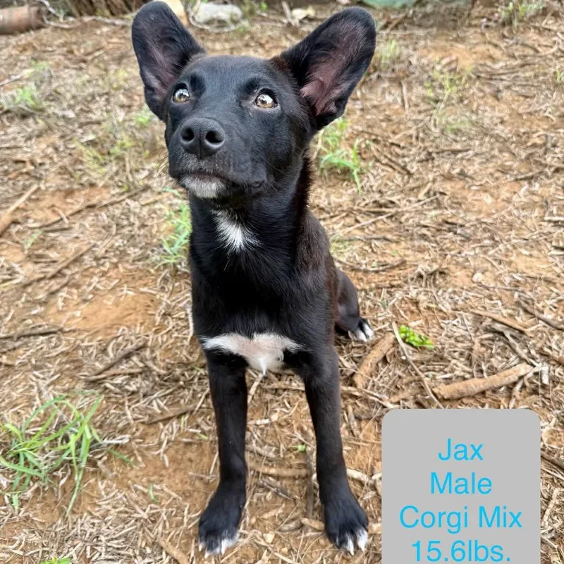 Jax thumbnail 3