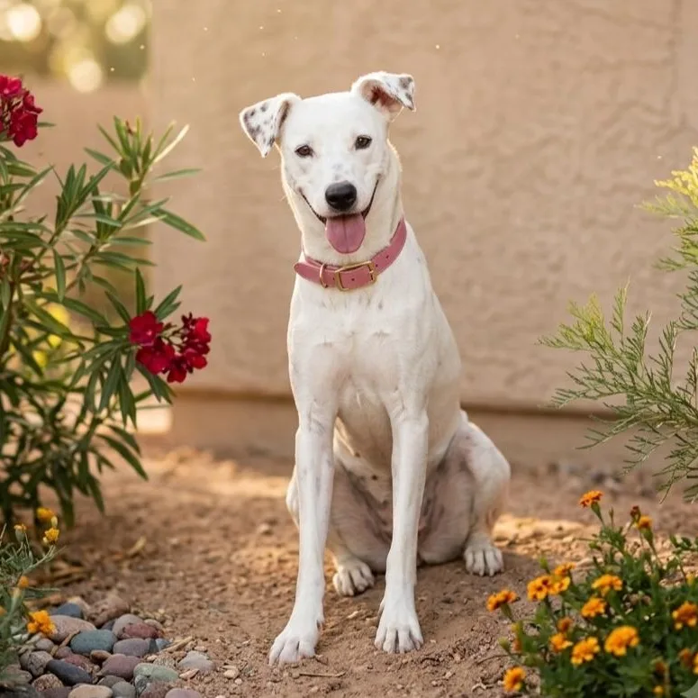 A young medium-sized female White / Cream Dalmatian dog named Swansea for adoption in Gilbert, AZ