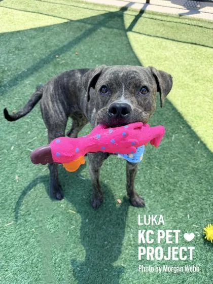 An adult large-sized male Brown / Chocolate Pit Bull Terrier dog named Luka for adoption in Kansas City, MO
