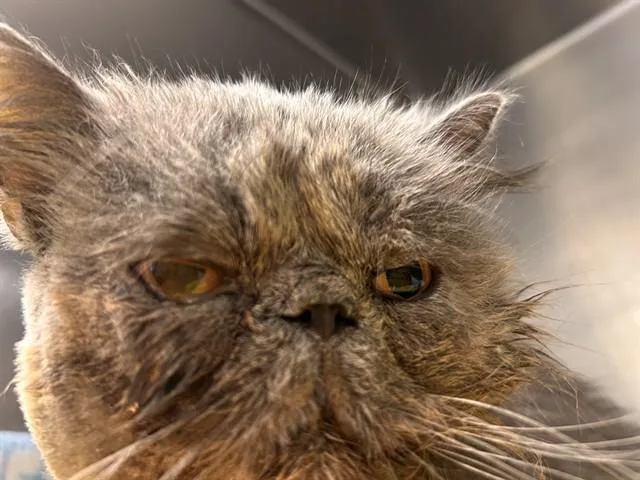 An adult medium-sized male Persian cat named Franky for adoption in Riverside, CA