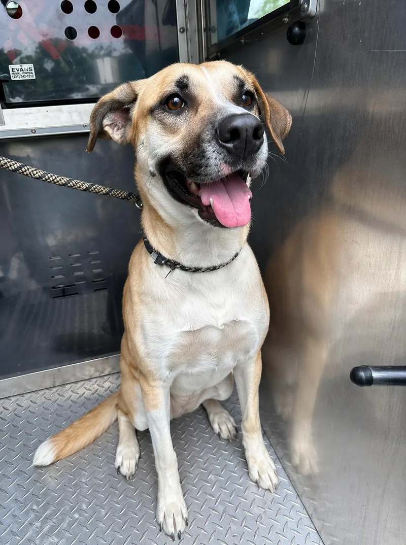An adult large-sized female Apricot / Beige Labrador Retriever dog named Leah for adoption in Windcrest, TX