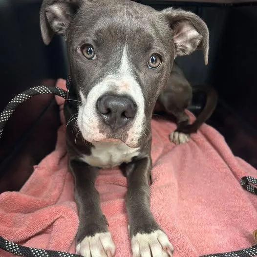 A young medium-sized female Pit Bull Terrier dog named Happy Feet for adoption in Bristol, IN