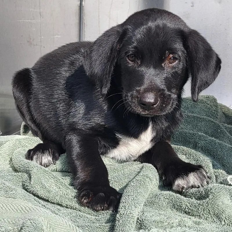 A young small-sized male Black Black Labrador Retriever dog named Tebow for adoption in Lake Panasoffkee, FL