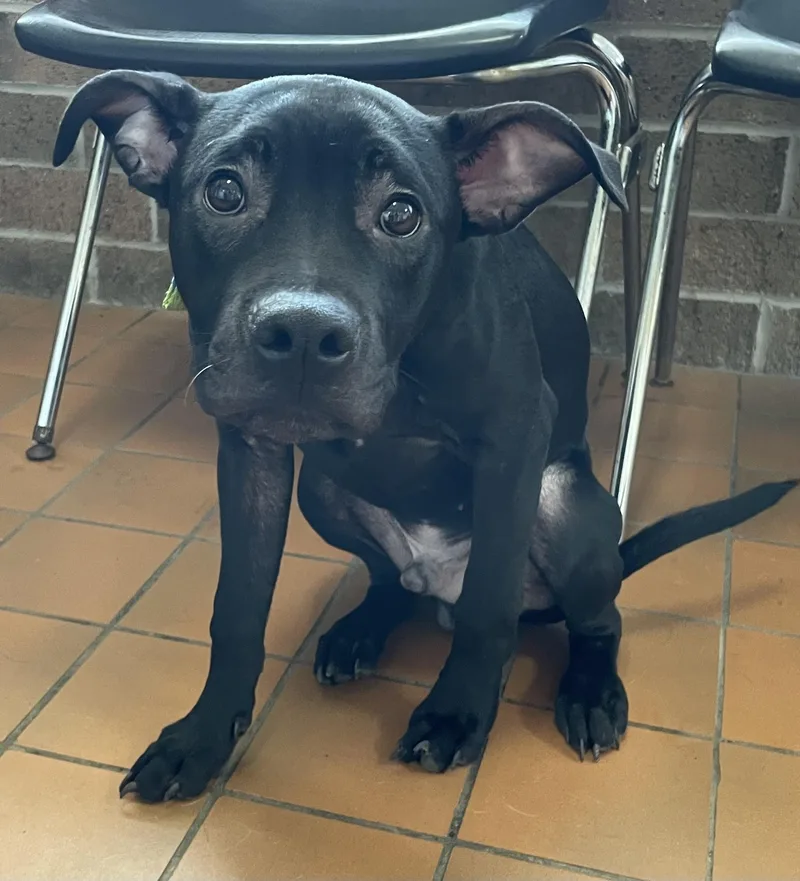 A young medium-sized male Black American Staffordshire Terrier dog named Irving HOLD for adoption in Canton, OH