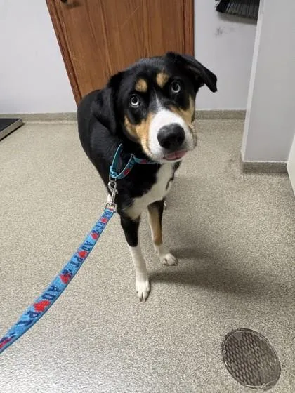 An adult medium-sized male Siberian Husky dog named Buddy for adoption in Pequot Lakes, MN