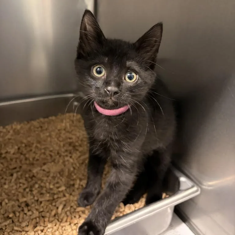 A baby small-sized male Black Domestic Short Hair cat named Noor for adoption in Marshall, VA