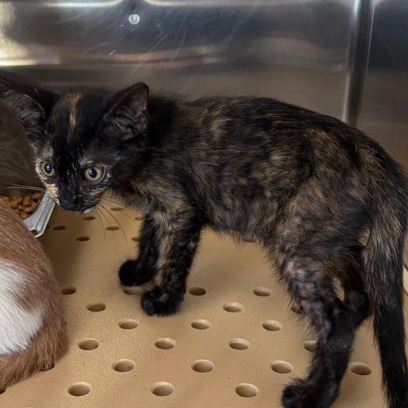 A baby small-sized female Black Domestic Short Hair cat named Bun for adoption in Edinburg, TX