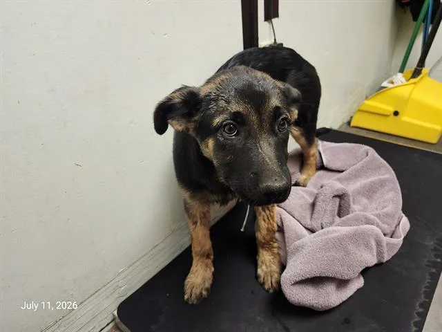 A baby small-sized female Belgian Shepherd / Malinois dog named Mbappe for adoption in Santa Cruz, CA