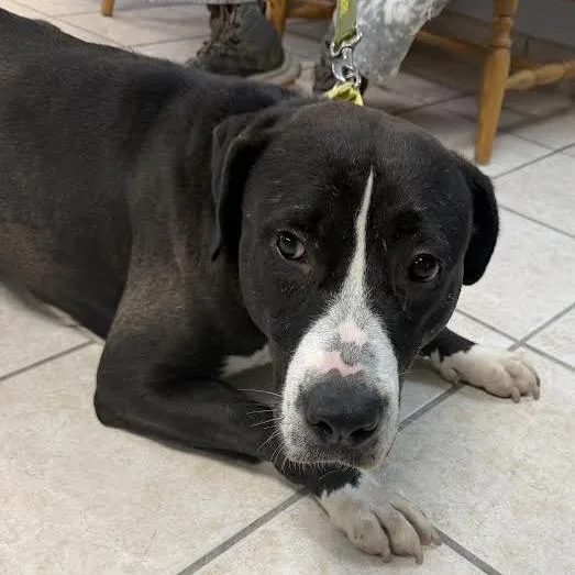 An adult large-sized female Black Mixed Breed dog named Cheshire for adoption in Camden, DE